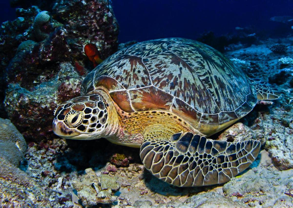 Manta Reserve Maalhos  Ngoại thất bức ảnh