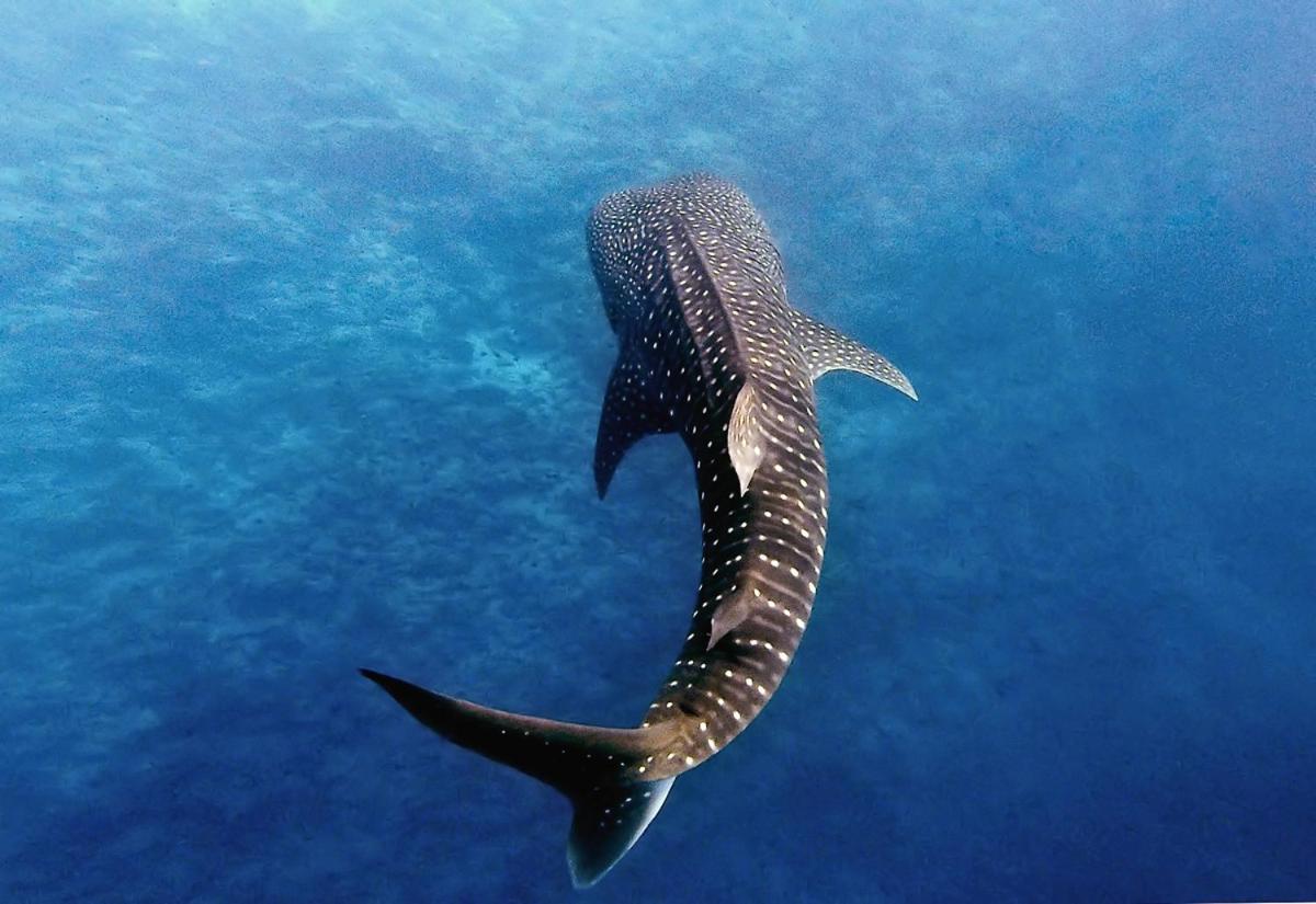 Manta Reserve Maalhos  Ngoại thất bức ảnh